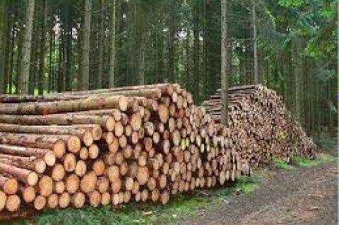 Порядок заготовки древесины для собственных нужд